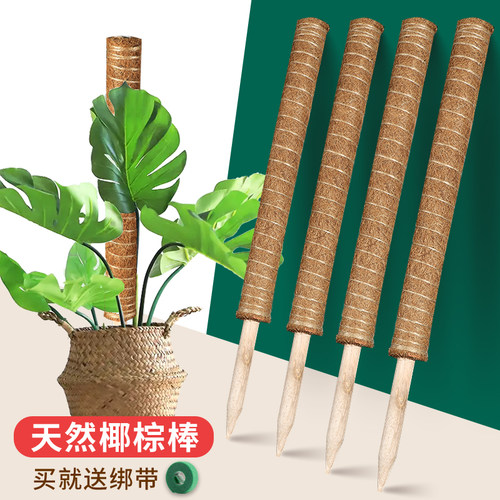 龟背竹支撑杆加厚椰棕棒