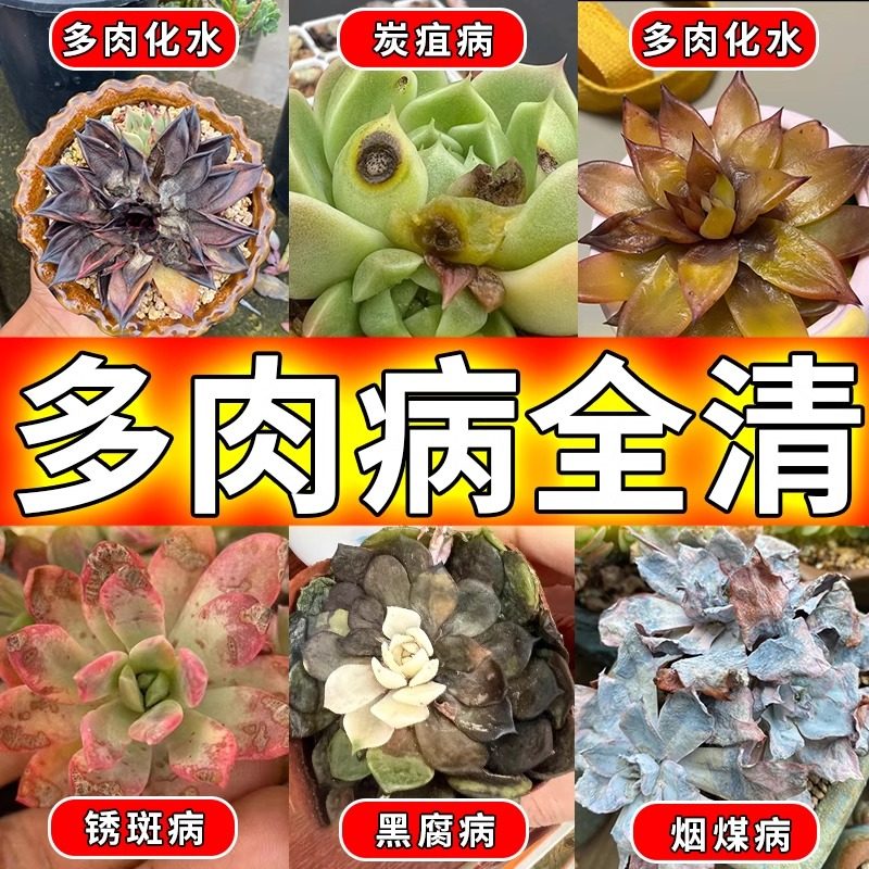 多肉白粉黑斑病专用杀菌植物通用增肥营养液肥料专用肥蚧壳杀虫剂