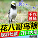 花八哥专用饲料黑领白头椋鸟鸟食幼鸟小八哥速学开口说话营养鸟粮