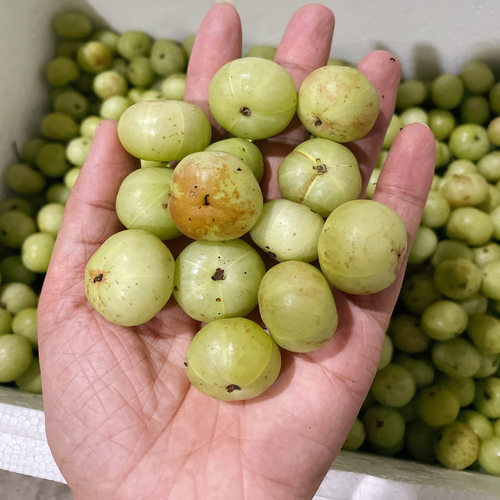 广西现摘青油甘果油柑果水果搭子