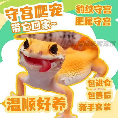 豹纹守宫爬宠壁虎异宠物幼体