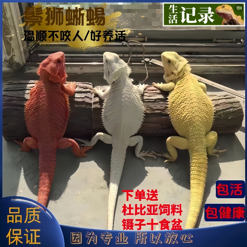 鬃狮蜥蜴爬宠豹纹守宫蜥蜴温顺
