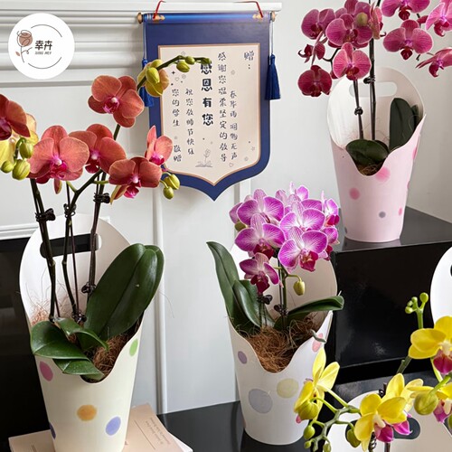 教师节绿植盆栽手提花盒包装材料