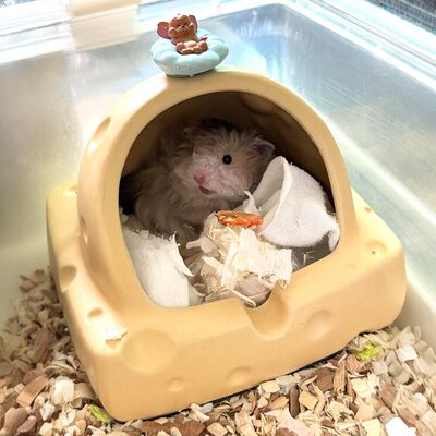奶酪仓鼠窝陶瓷小房子夏季躲避屋子2025新款四季通用金丝熊冰凉屋