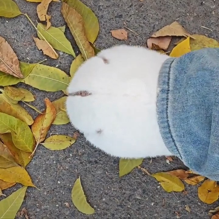 包头猫爪拖鞋毛毛拖鞋冬季可爱猫咪毛绒拖鞋室内家居外穿包跟加绒