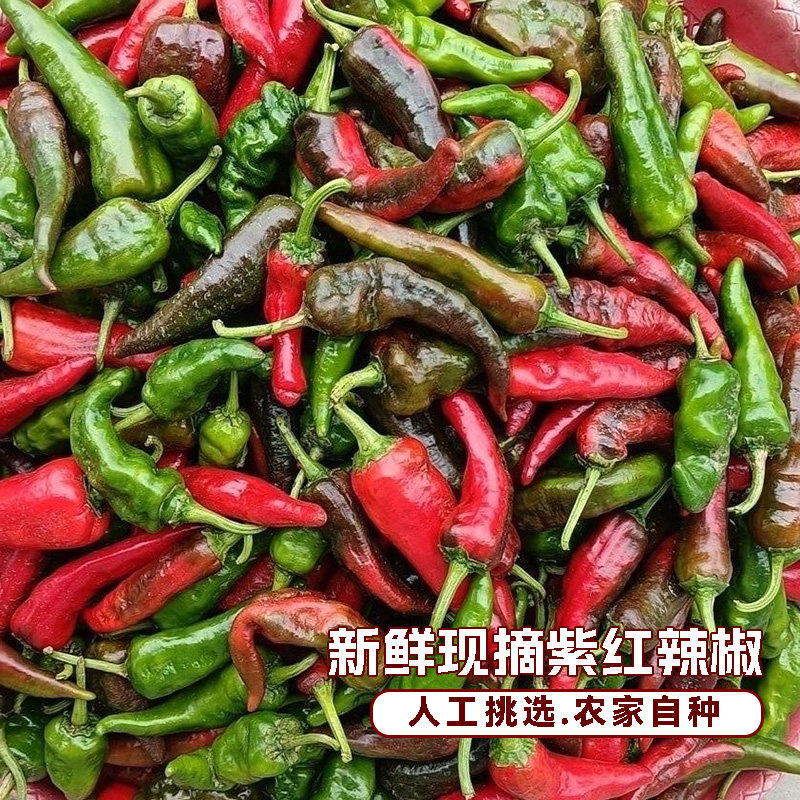 农家自种露天乌红土辣椒紫红辣椒