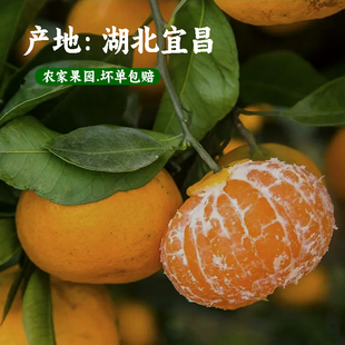 湖北宜昌蜜桔黄皮青皮小橘子发当季薄皮冰糖蜜橘新鲜无籽孕妇水果