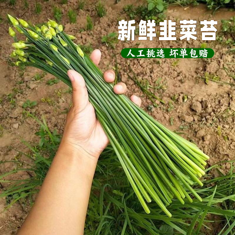 食用韭菜苔新鲜蔬菜农家自种韭菜花韭苔脆嫩韭菜杆多年生韭菜根杆