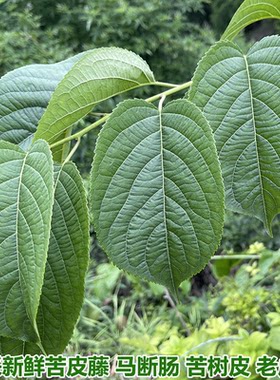 农村现采新鲜苦皮藤 马断肠 苦树皮 老虎麻全株现摘现发保鲜发货