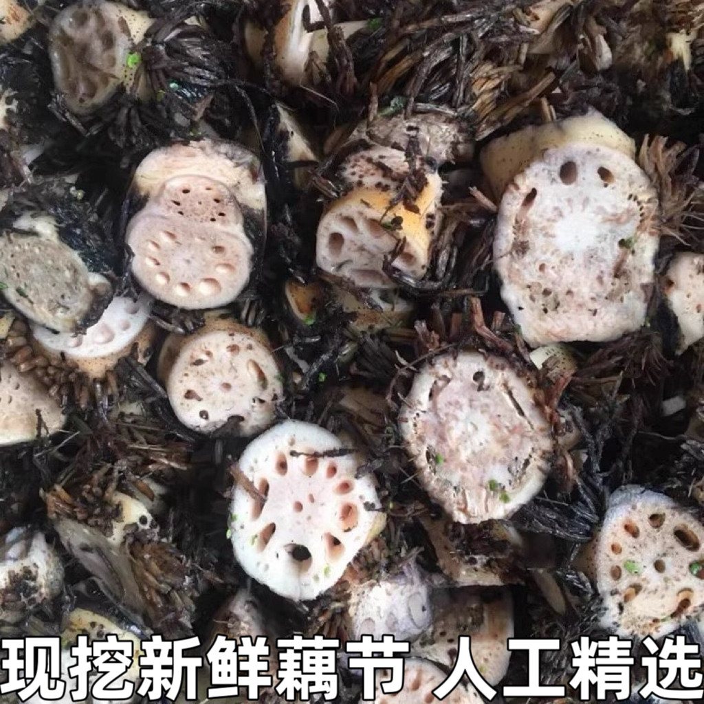 新鲜藕结老藕节鲜藕节带须莲藕节中药材中草药藕节带须现挖现发