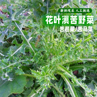 新鲜花叶滇苦菜正宗苦荬菜苦苣菜山野菜深山现摘新鲜续断菊苦麻菜