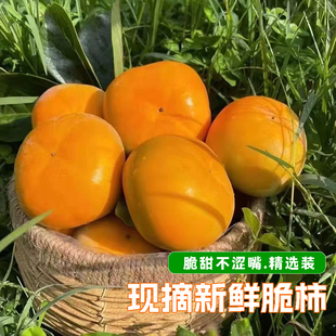 农家果园水果脆柿新鲜应季脆甜不涩嘴甜脆爽口现摘削皮吃的硬脆柿