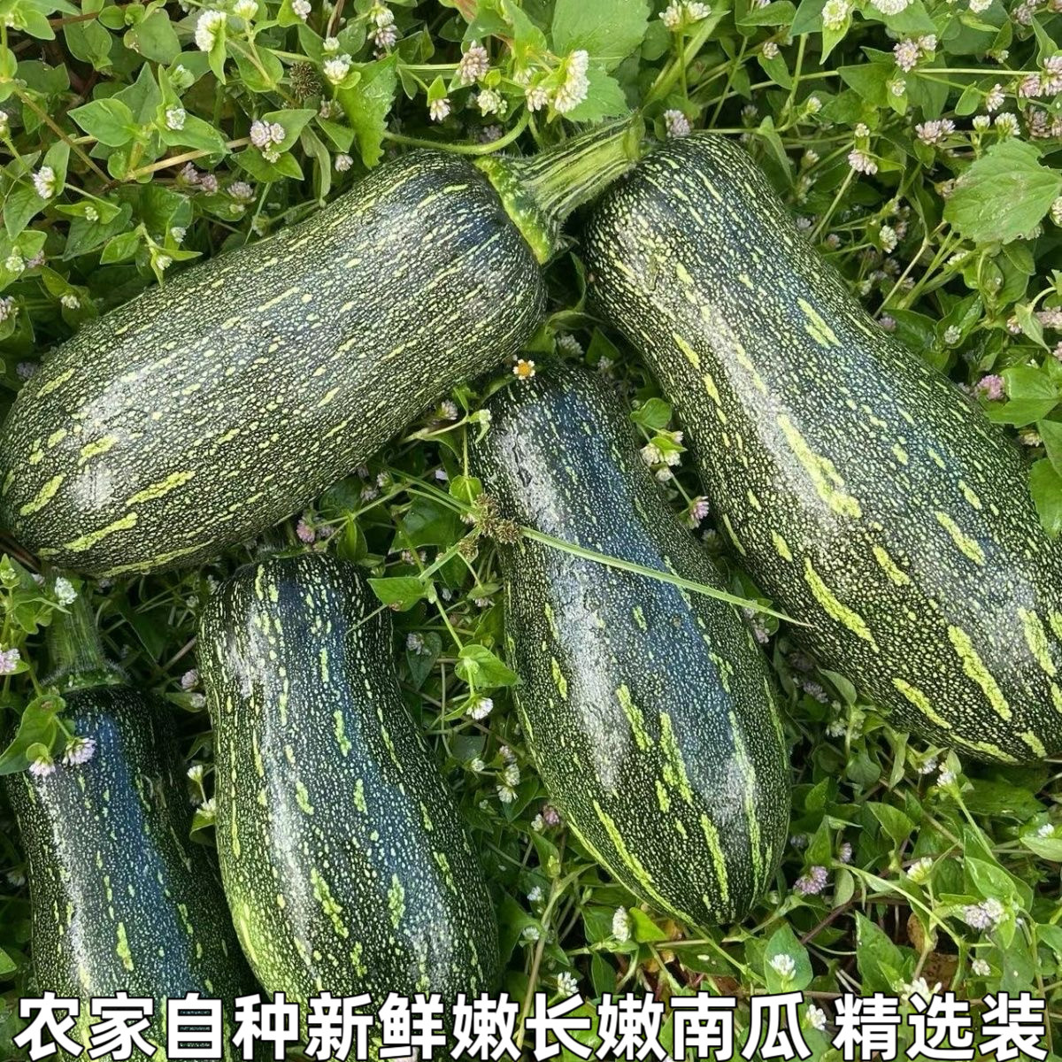 新鲜嫩南瓜长南瓜小窝瓜青南瓜迷你小南瓜长条嫩南瓜农家自种包邮