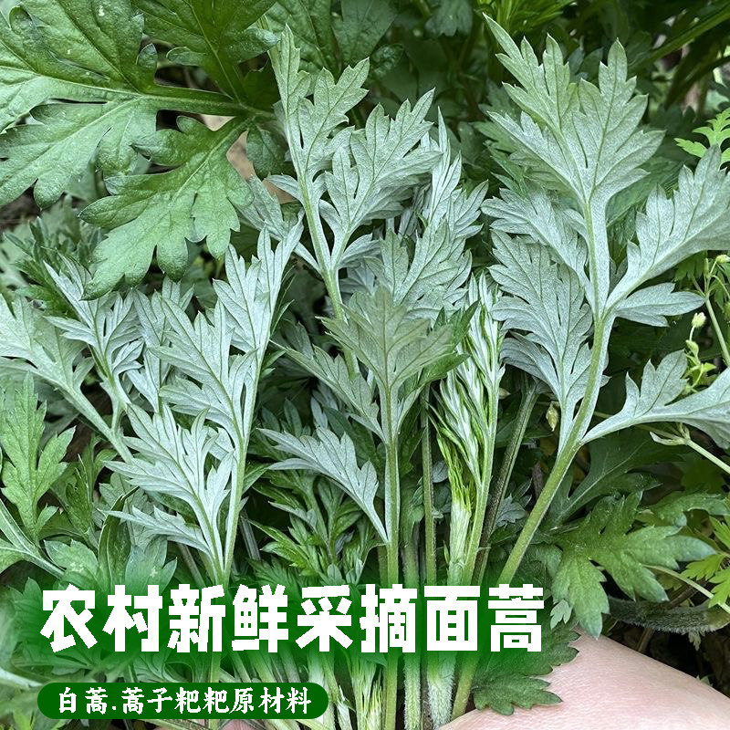 湖北深山新鲜白蒿宜昌本地现摘面蒿新鲜蔬菜香蒿青蒿苦蒿草蒿精选