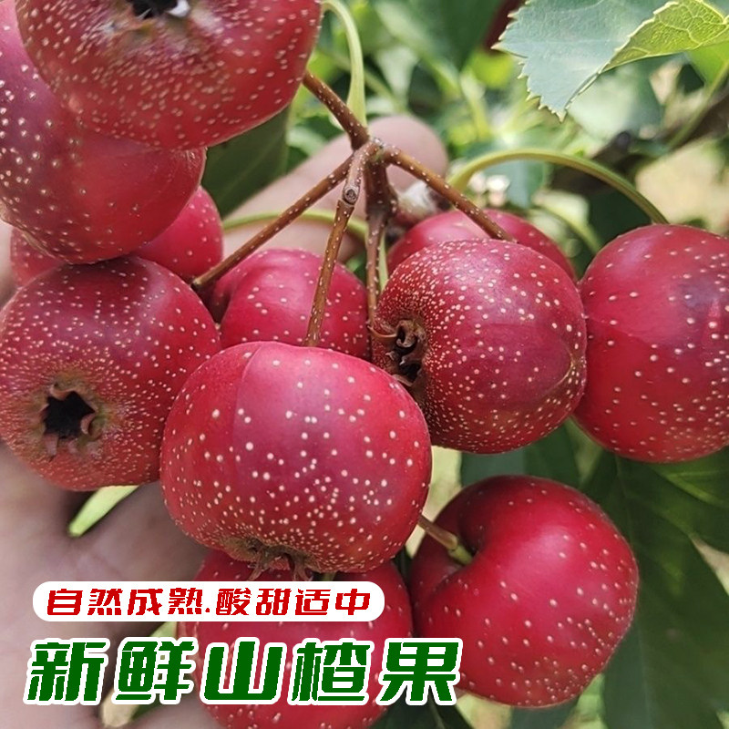 高山农家山楂果新鲜山楂大果当季水果山里红铁山楂冰糖葫芦酸甜口