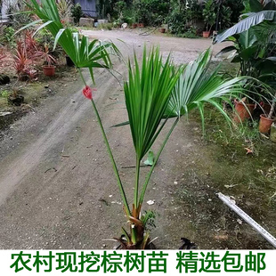 别墅绿植棕竹苗棕棕树苗棕榈树苗棕榈树扇子树葵蒲扇棕榈大树