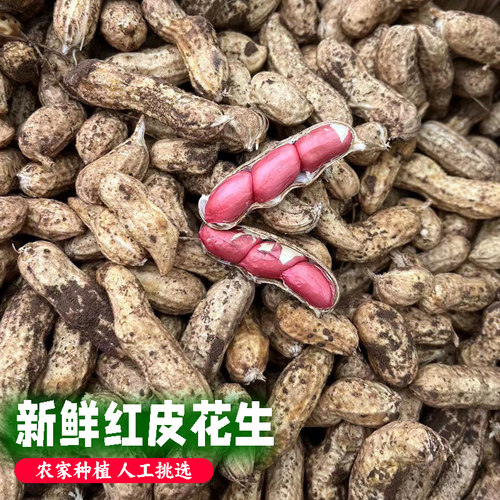新鲜湿花生带壳带泥红皮红米花生