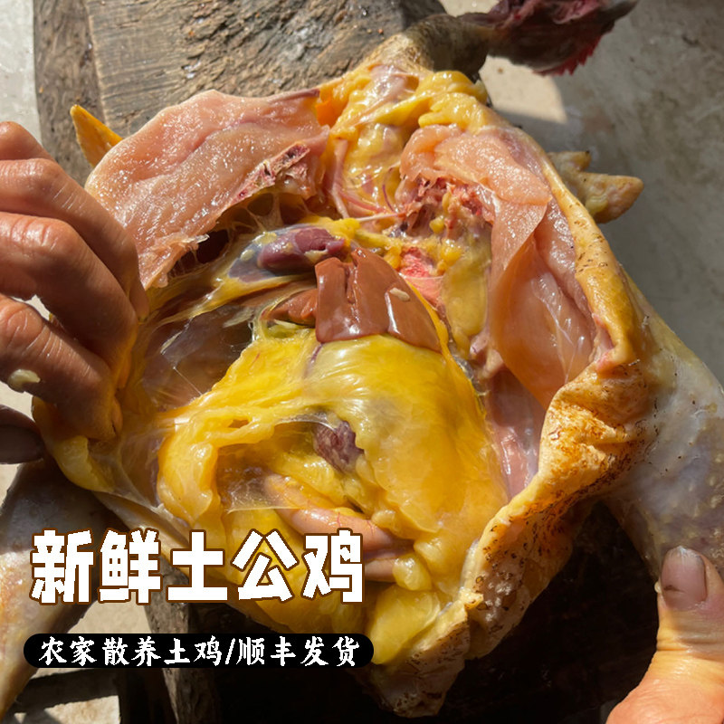 农村自养土鸡农家大公鸡鸡肉新鲜老公鸡笨鸡整只鸡吃粮食草料散养