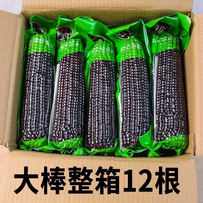 大棒10支新黑糯玉米新鲜现摘真空