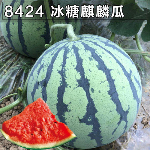 麒麟西瓜水果新鲜整箱