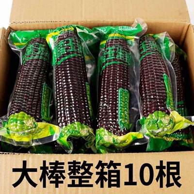 东北黑糯玉米独立真空黏甜糯玉米