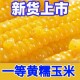 正宗东北黄糯玉米香甜黏糯粘新鲜非转基因餐代肥减 整箱10根