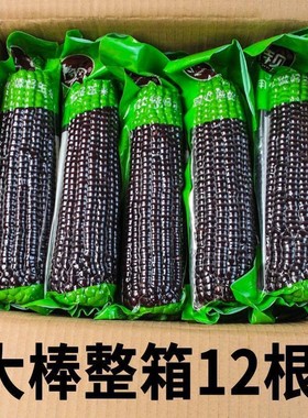 大棒10支新黑糯玉米新鲜现摘真空装包甜糯黏2025年新黑玉米代餐