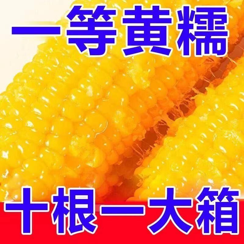 【整箱10根】正宗东北黄糯玉米香甜黏糯粘新鲜非转基因餐代肥减