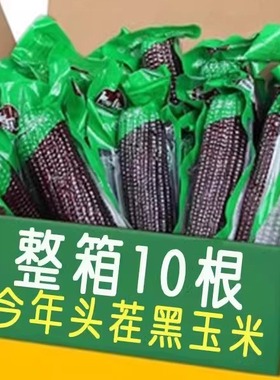 大棒10支新黑糯玉米新鲜现摘真空装包甜糯黏新黑玉米糯玉米代餐