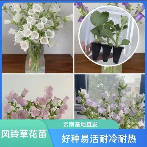 穴盘包装风铃草花苗基地直发阳台懒人高雅小清新开花机器易活耐冷