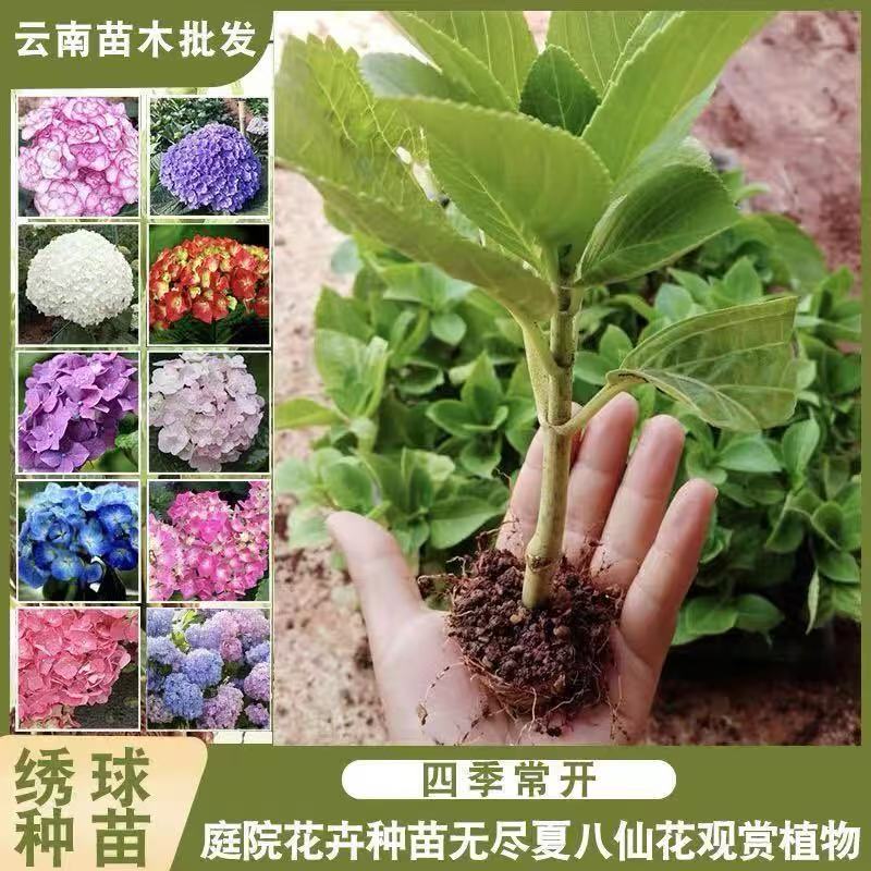 云南基地10颗大花绣球花苗开花机器小苗易成活耐寒庭院花卉无尽夏