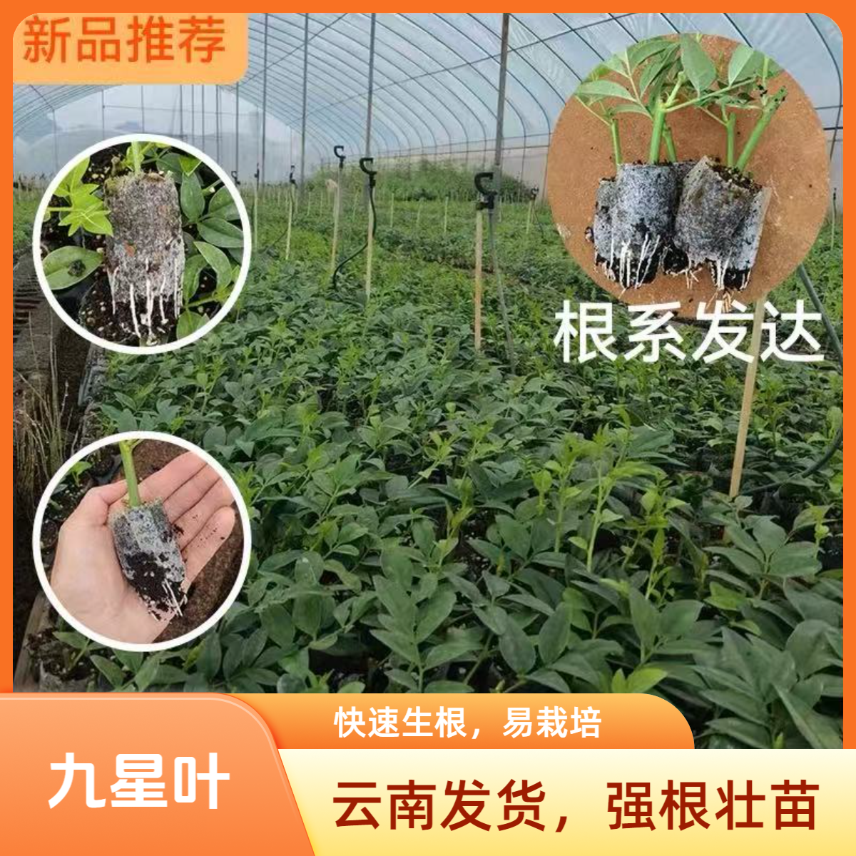 新款九星叶苗小苗无纺布袋苗云南基地直发盆栽绿值花店专用品种