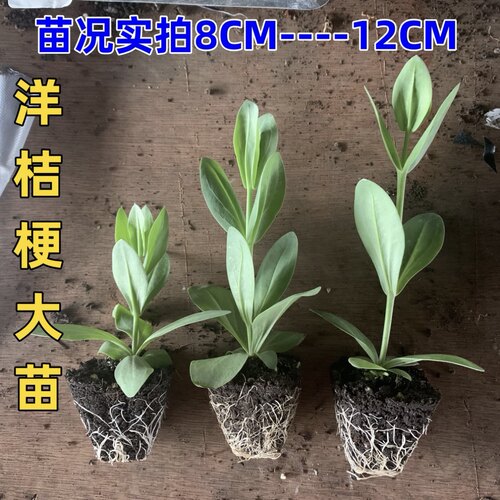 云南直发洋桔梗大苗开花机器盆栽易种活室内室外庭院花卉观花植物