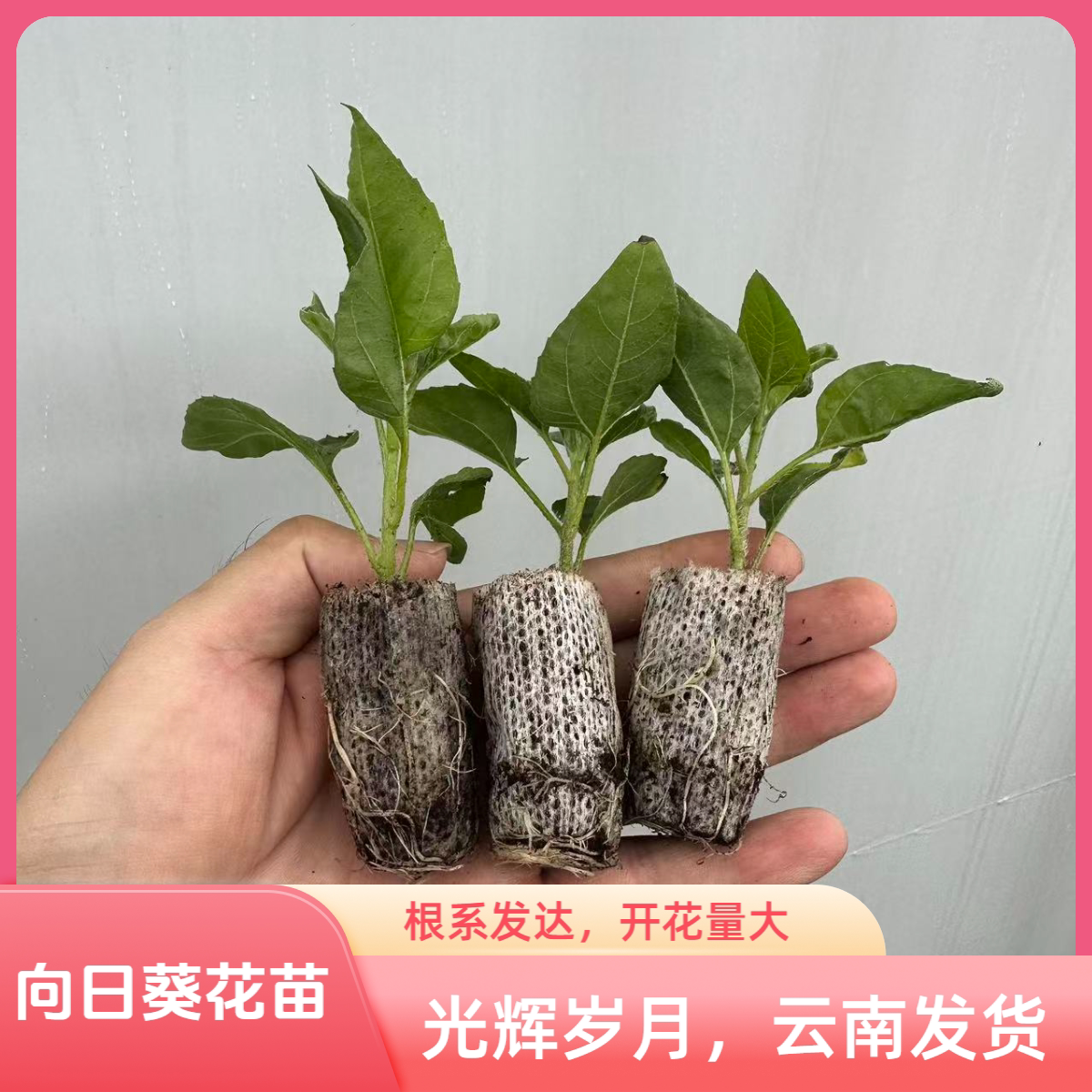 云南光辉岁月多年生向日葵花苗超长花期盆栽地栽阳台庭院太阳花