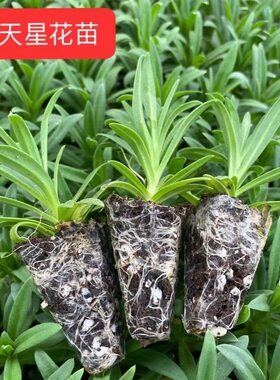 云南满天星绿植盆栽花苗花卉办公桌阳台趣味绿化夏季小苗开花机器
