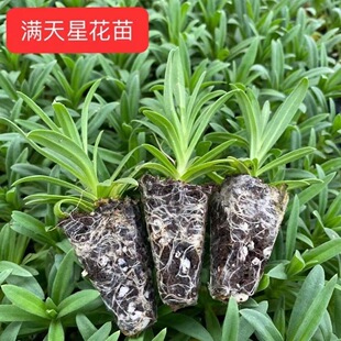 云南满天星绿植盆栽花苗花卉办公桌阳台趣味绿化夏季小苗开花机器