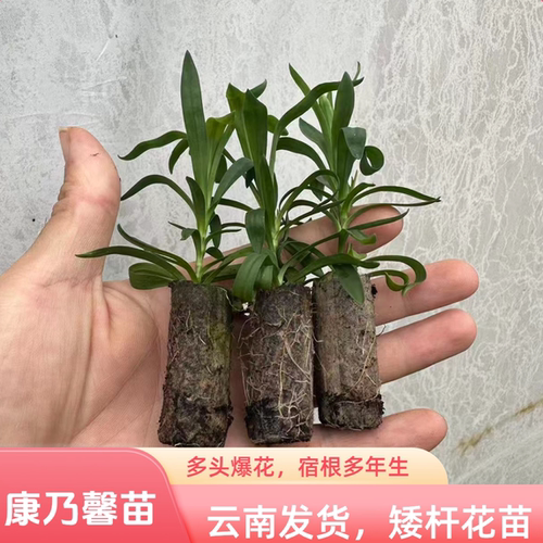 云南矮杆多头重瓣康乃馨花苗多年生石竹庭院盆栽耐寒绿植母亲花卉