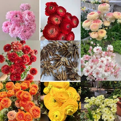 重瓣洋牡丹花毛茛进口花苗室内室外易活好养花卉盆栽耐寒耐热多色