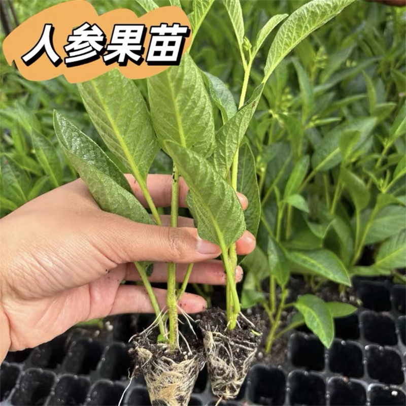 云南发货人参果苗奶香清甜水果苗秧苗盆栽地栽南方北方四季食用