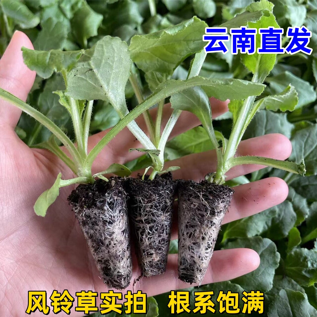 风铃草花苗基地直发阳台观赏盆栽懒人高雅小清新开花机器易活耐冷