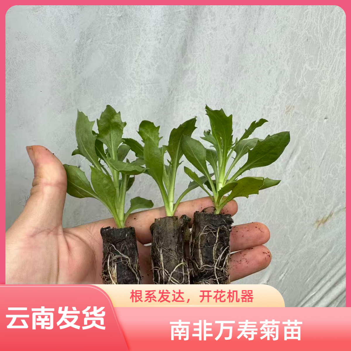 云南发货南非万寿菊花苗蓝目菊耐寒耐热庭院花卉阳台庭院盆栽绿化