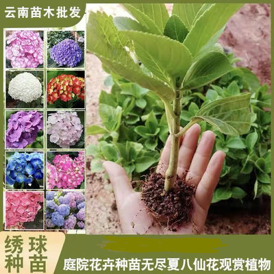 云南基地10颗大花绣球花苗开花机器小苗易成活耐寒庭院花卉无尽夏