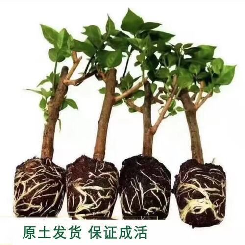 新品不甜西瓜三角梅盆栽好养云南紫绿樱爬藤老桩红樱庭院