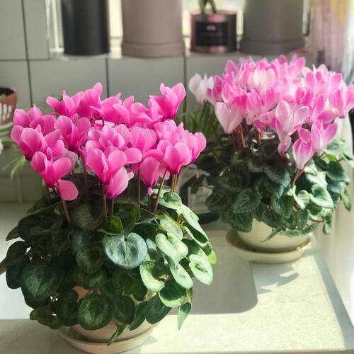 仙客来盆栽带花苞四季开花室内阳台绿植好养活花卉植物