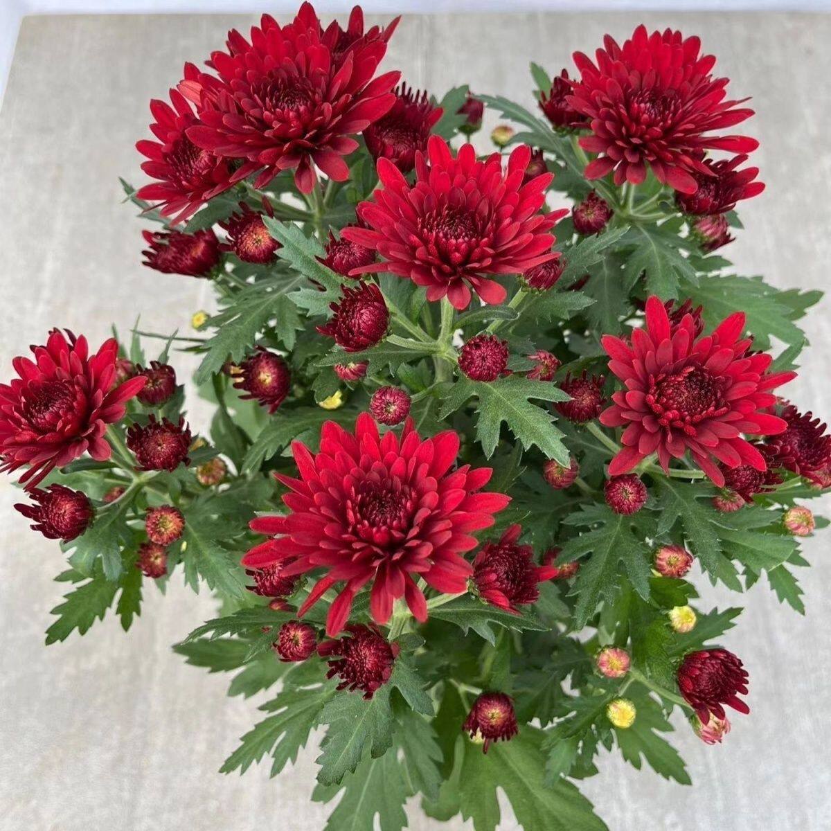 【带花苞发货】重瓣盆栽菊花大苗菊花类