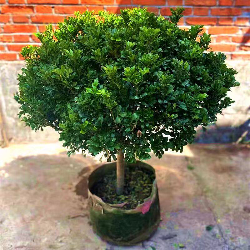 【精品】米兰花盆栽浓香型独杆花卉带花苞四季开花净化空气吸甲醛