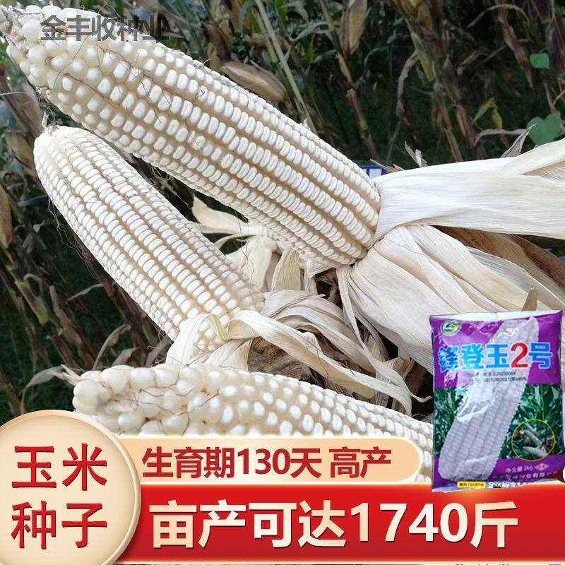 高产白苞谷白玉米种子国审正品矮杆大棒活秆成熟抗病抗倒抗旱耐涝