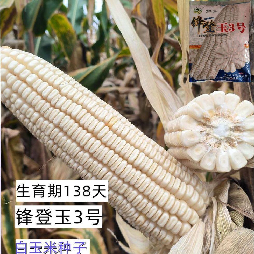 【云南白玉米种子】白玉米种高产大棒玉米抗旱抗病杂交玉米苞谷种