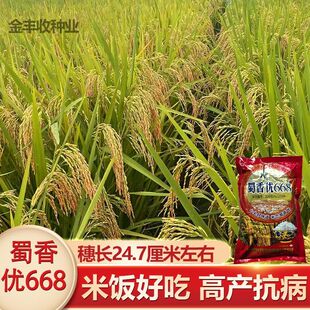 高产正品水稻种子抗病长粒香米耐高温抗倒伏原装国审优质谷种