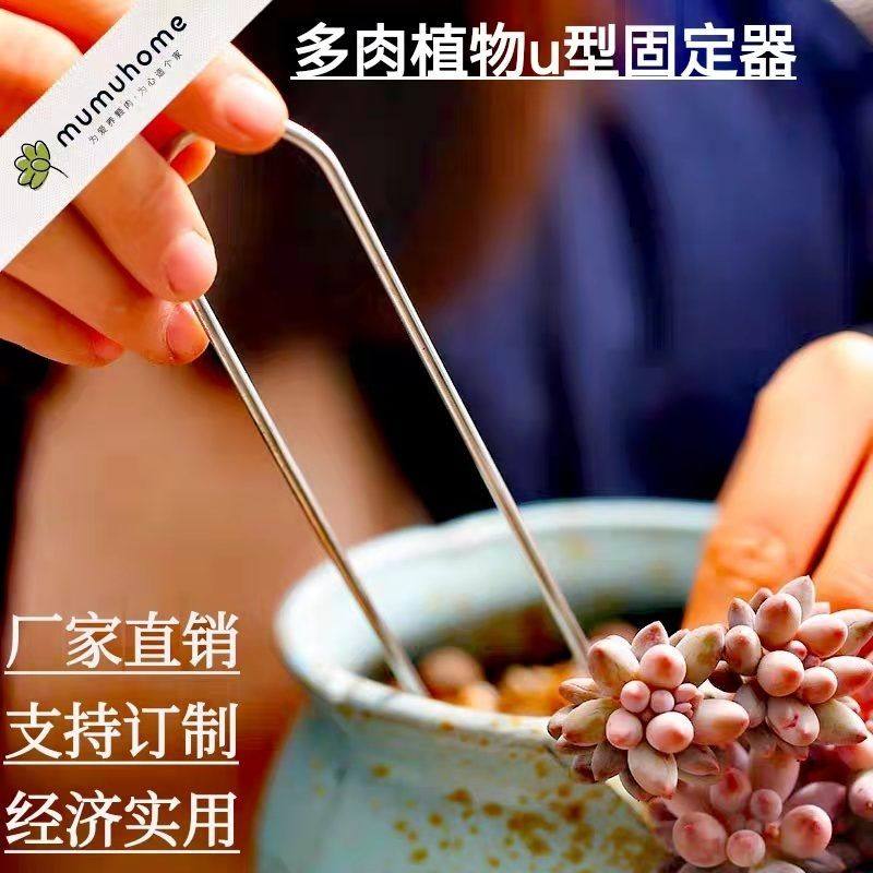 月季多肉铁丝固定器多肉固定器图片